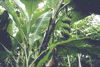Bananplantage