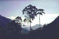 amazonjunglen